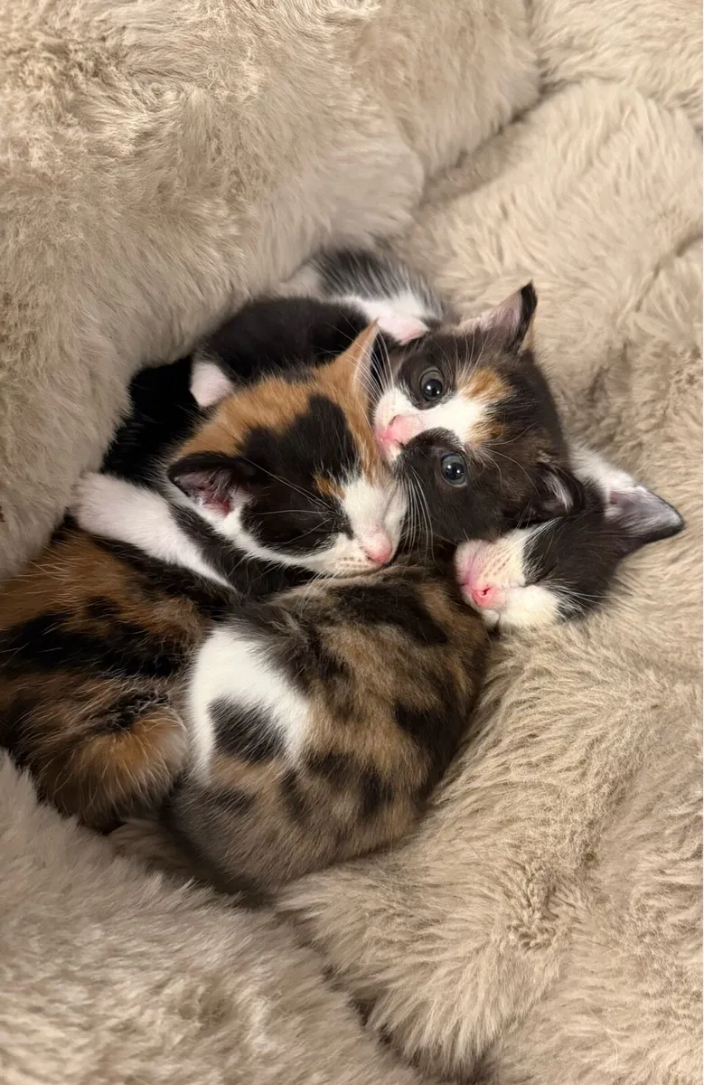 4 Kittens - Image 1