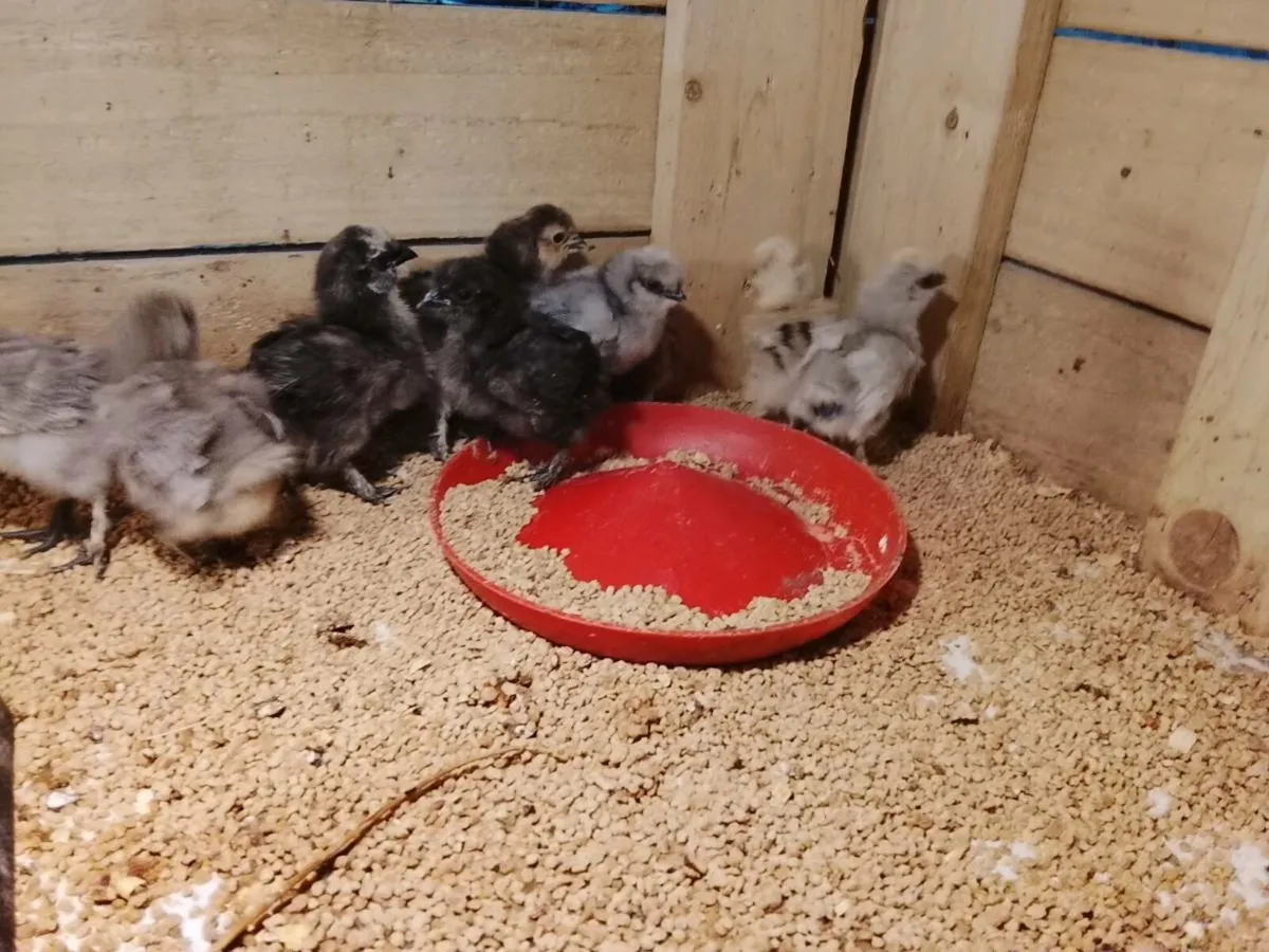 USA silkie chicks - Image 1