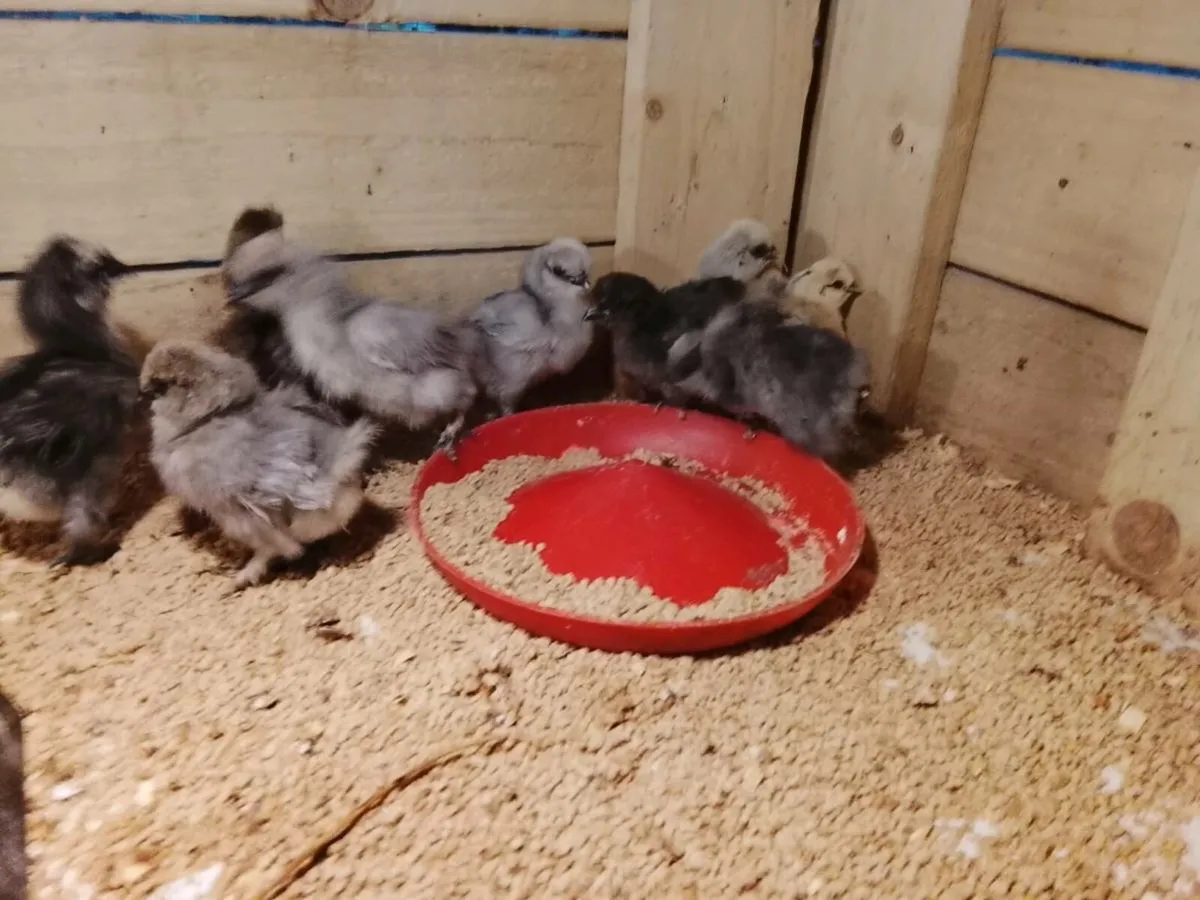 USA silkie chicks - Image 2