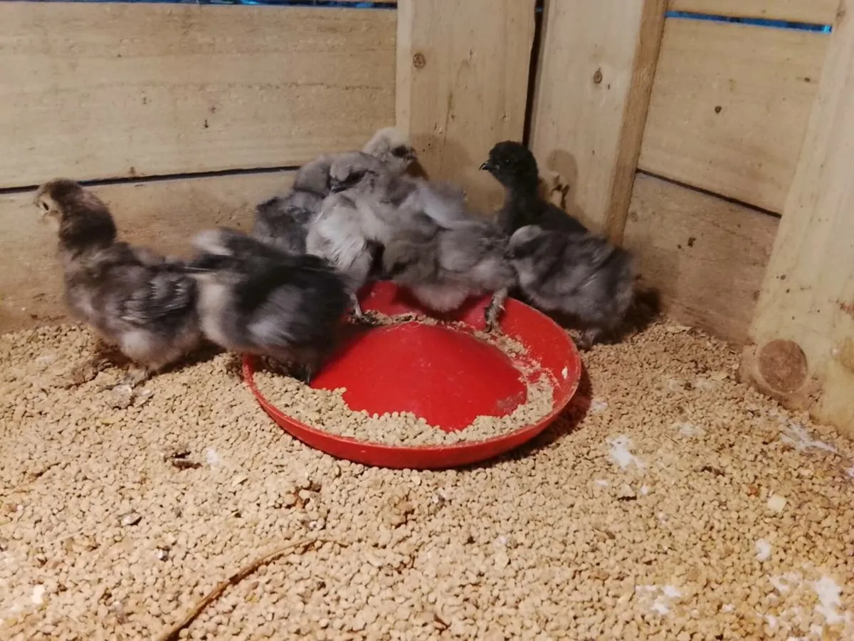 USA silkie chicks - Image 3