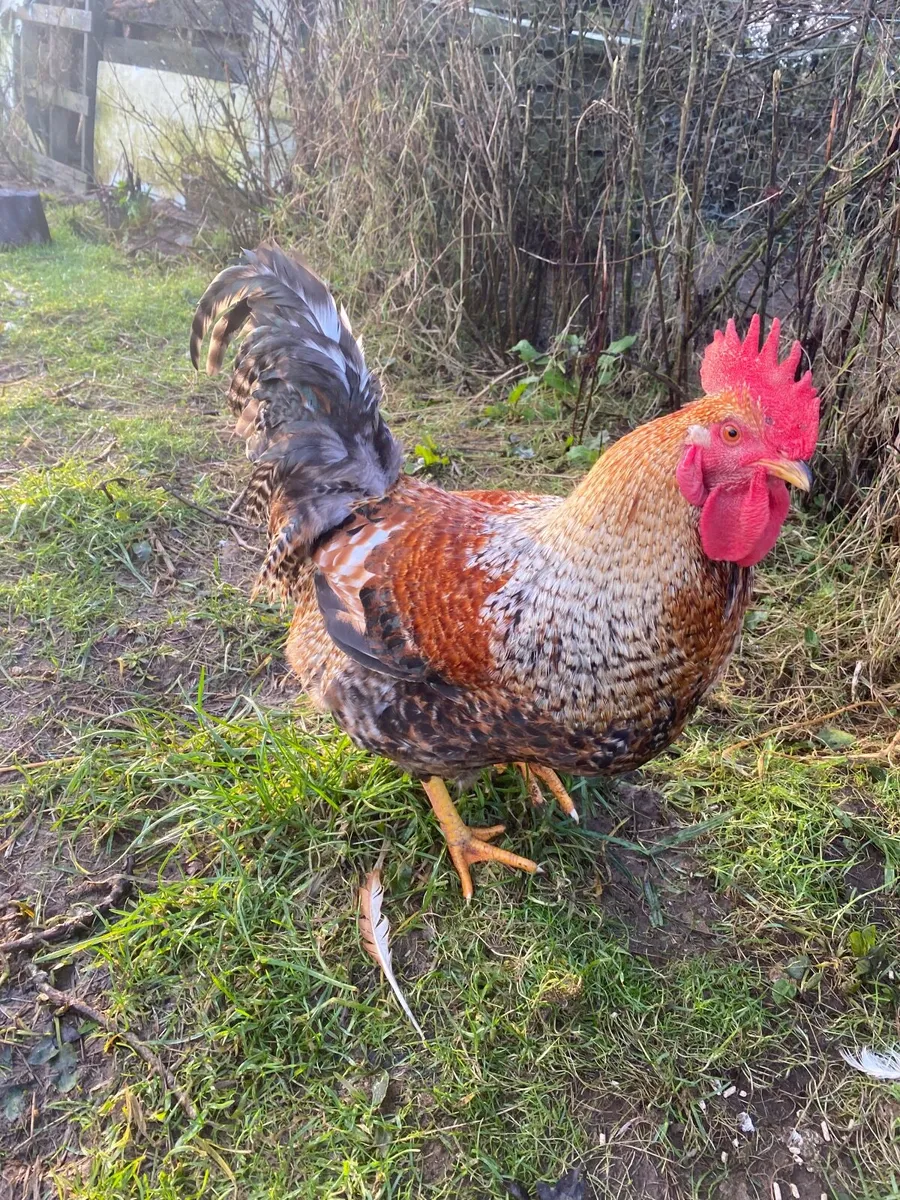Two Roosters - Image 1
