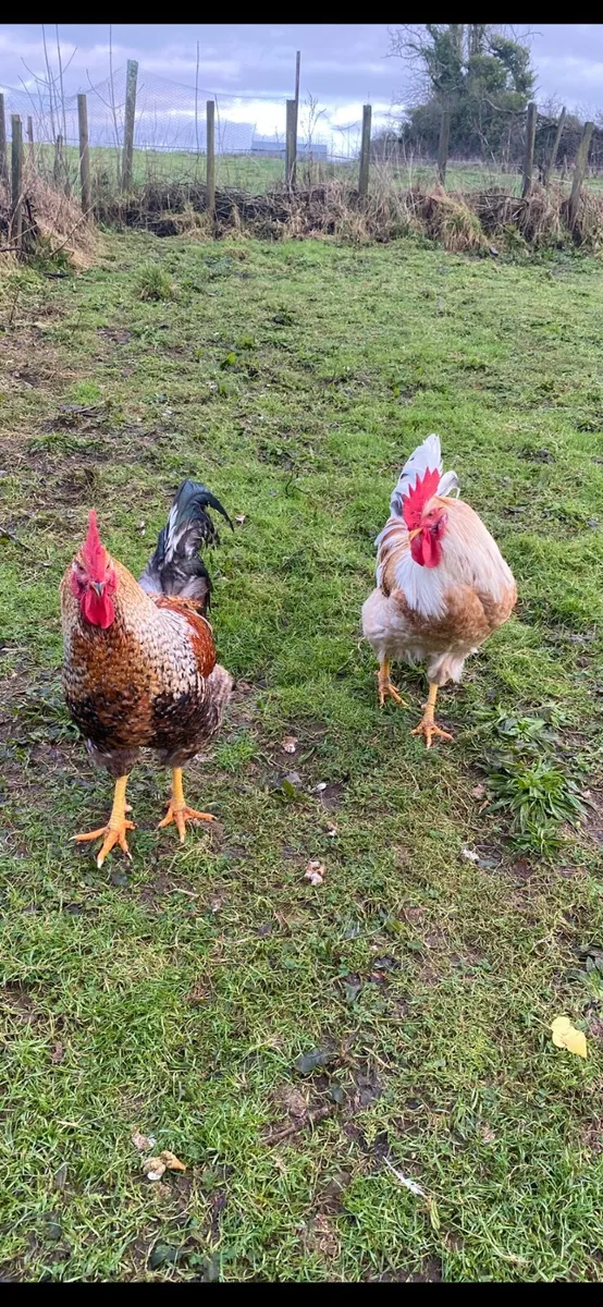 Two Roosters - Image 2