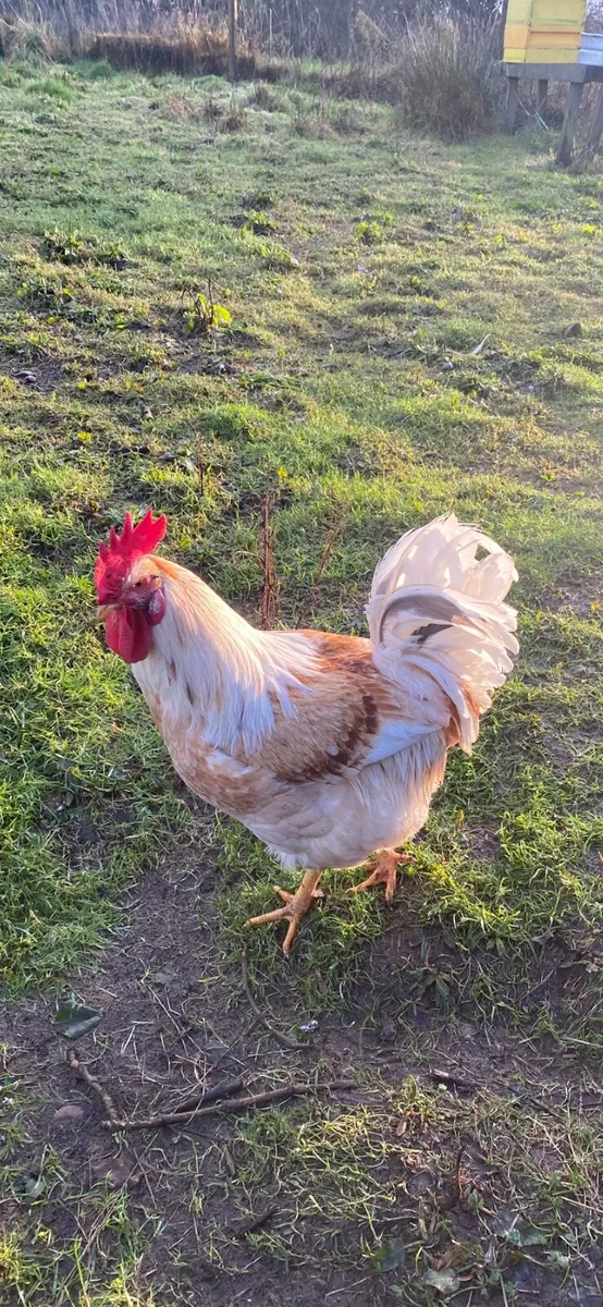 Two Roosters - Image 3