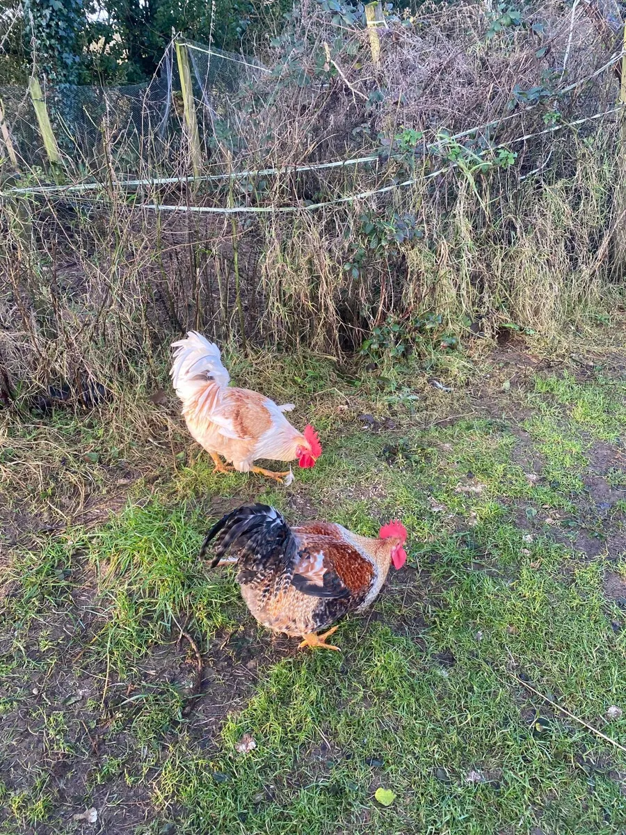 Two Roosters - Image 4