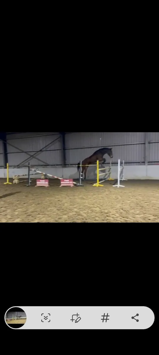 4 year old Tyson Gelding - Image 2