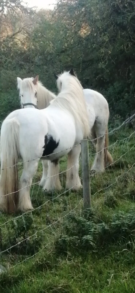 Irish Cobs - Image 1