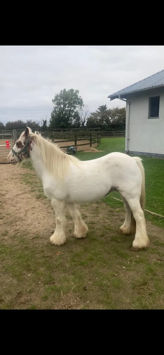 Irish Cobs - Image 2