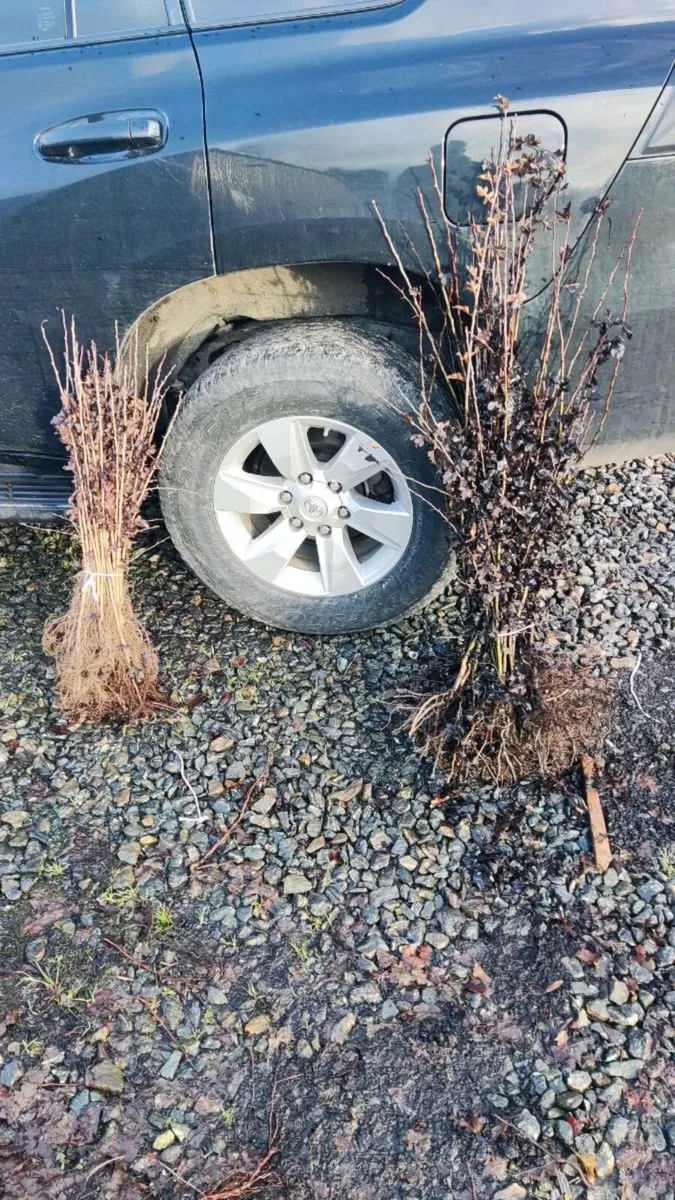 Black+Whitethorn Hedging from 30 cent - Image 2