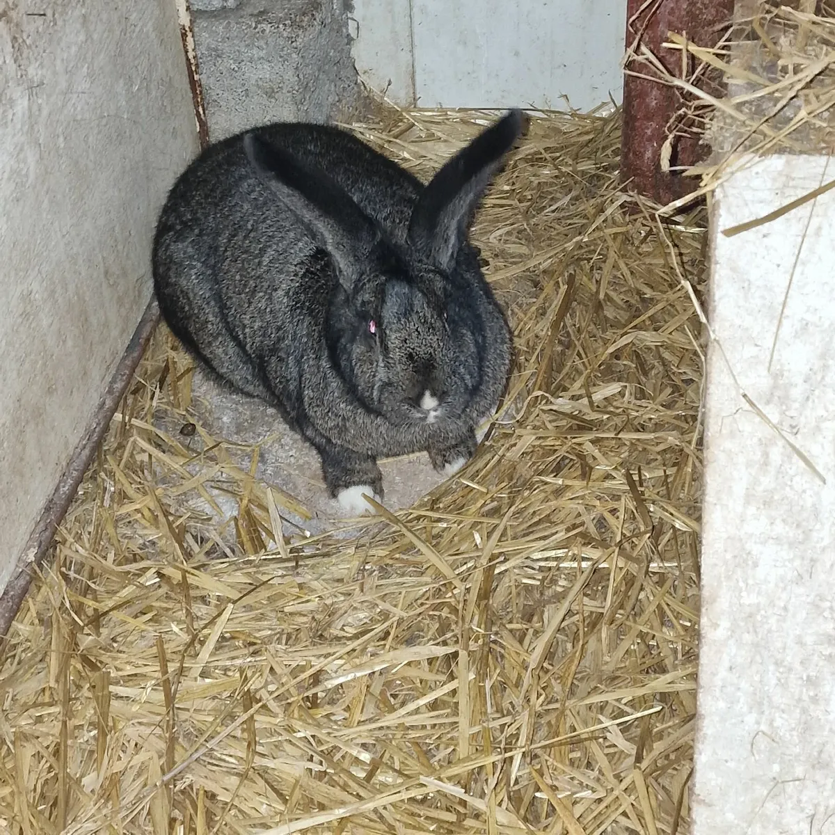 Flemish giant rabbits and bronze turkeys for sale - Image 3