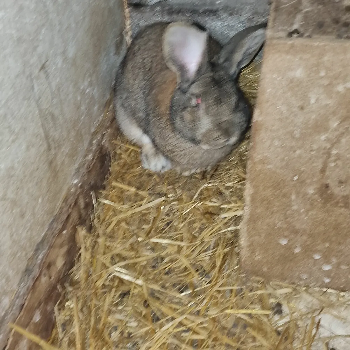 Flemish giant rabbits and bronze turkeys for sale - Image 4