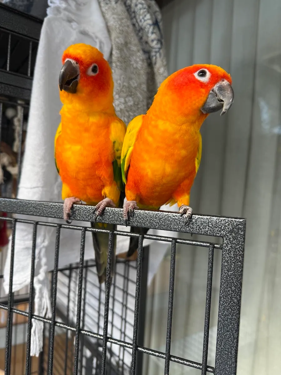 Pair of Sun Conure parrots - Image 2