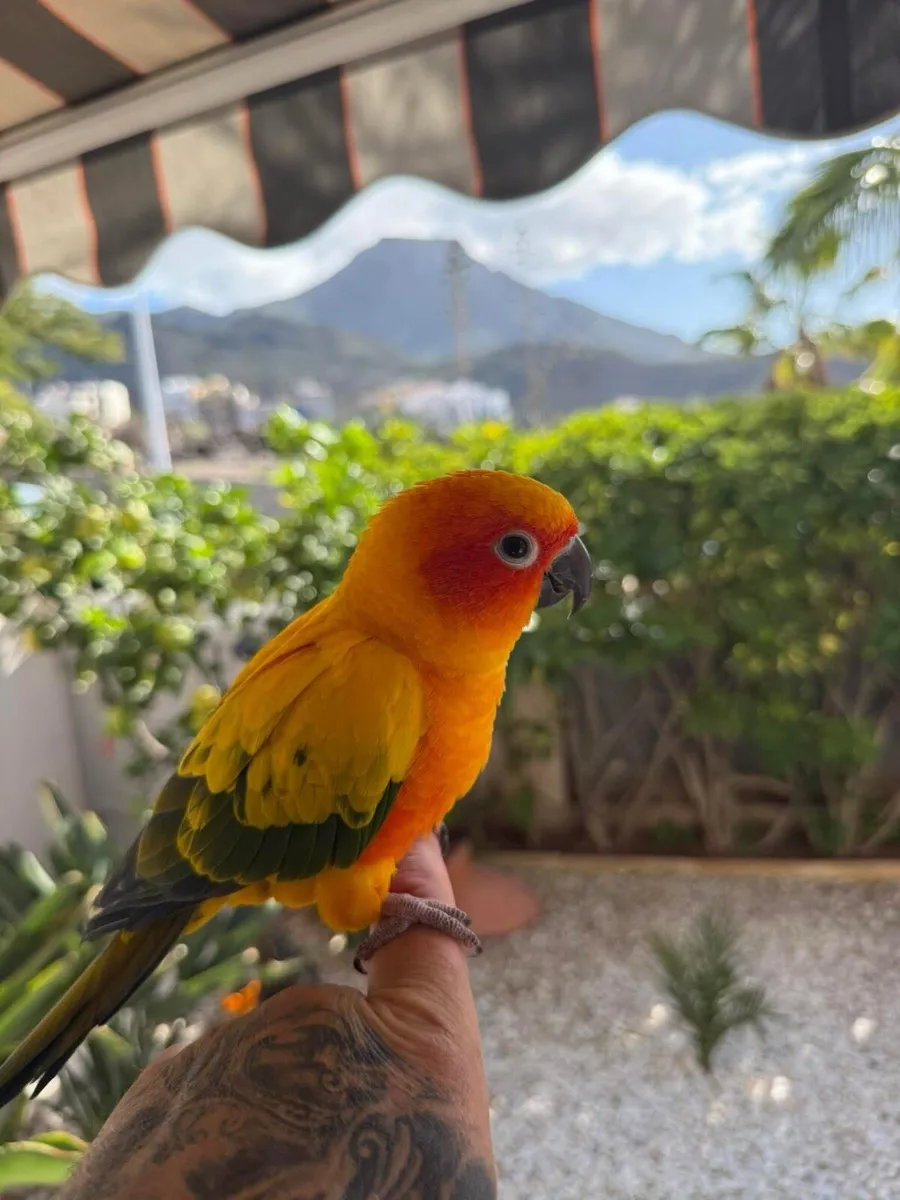 Pair of Sun Conure parrots - Image 4