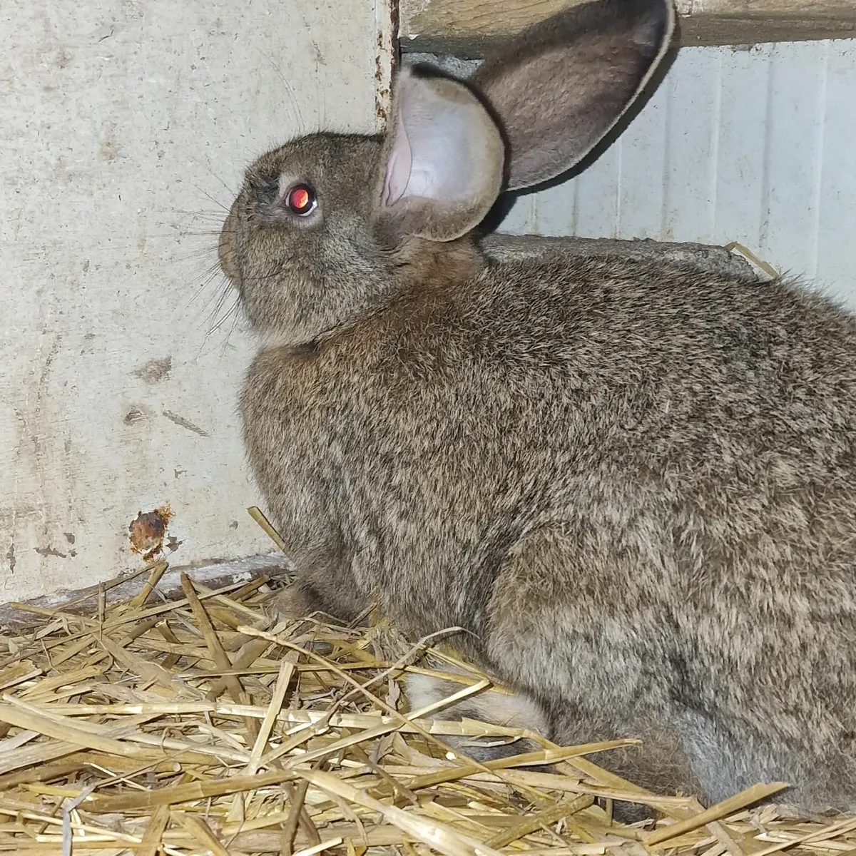 Flemish giant rabbits and bronze turkeys for sale - Image 1
