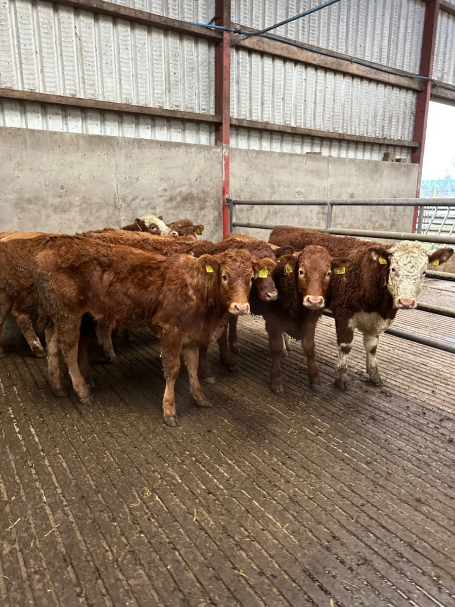 Lim heifers - Image 4
