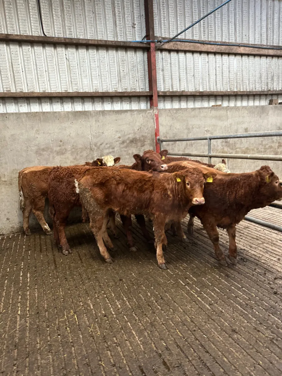 Lim heifers - Image 3