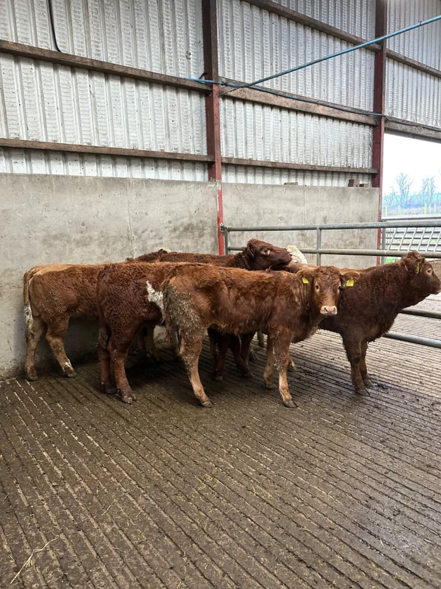 Lim heifers - Image 1