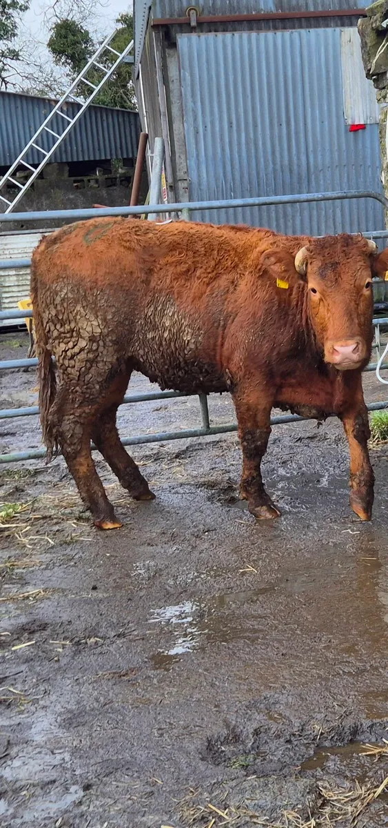 Cow/HEFIER - Image 1