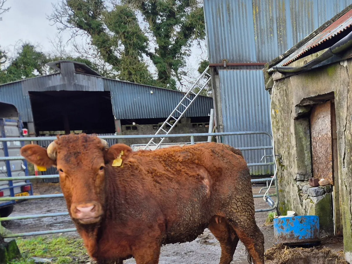 Cow/HEFIER - Image 2