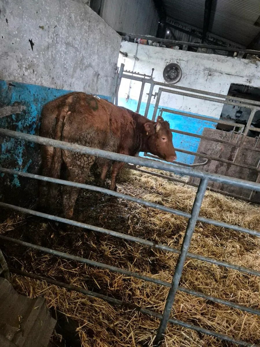 Cow/HEFIER - Image 3