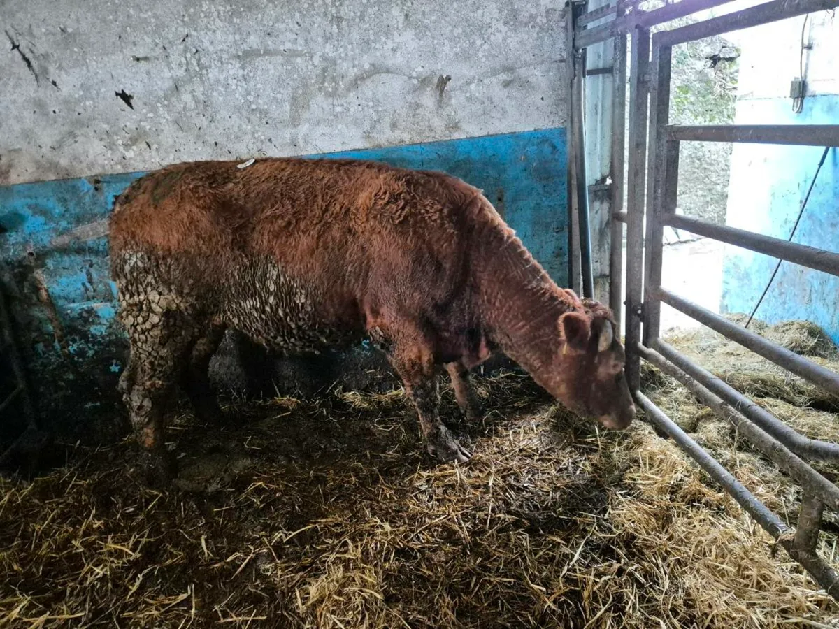 Cow/HEFIER - Image 4