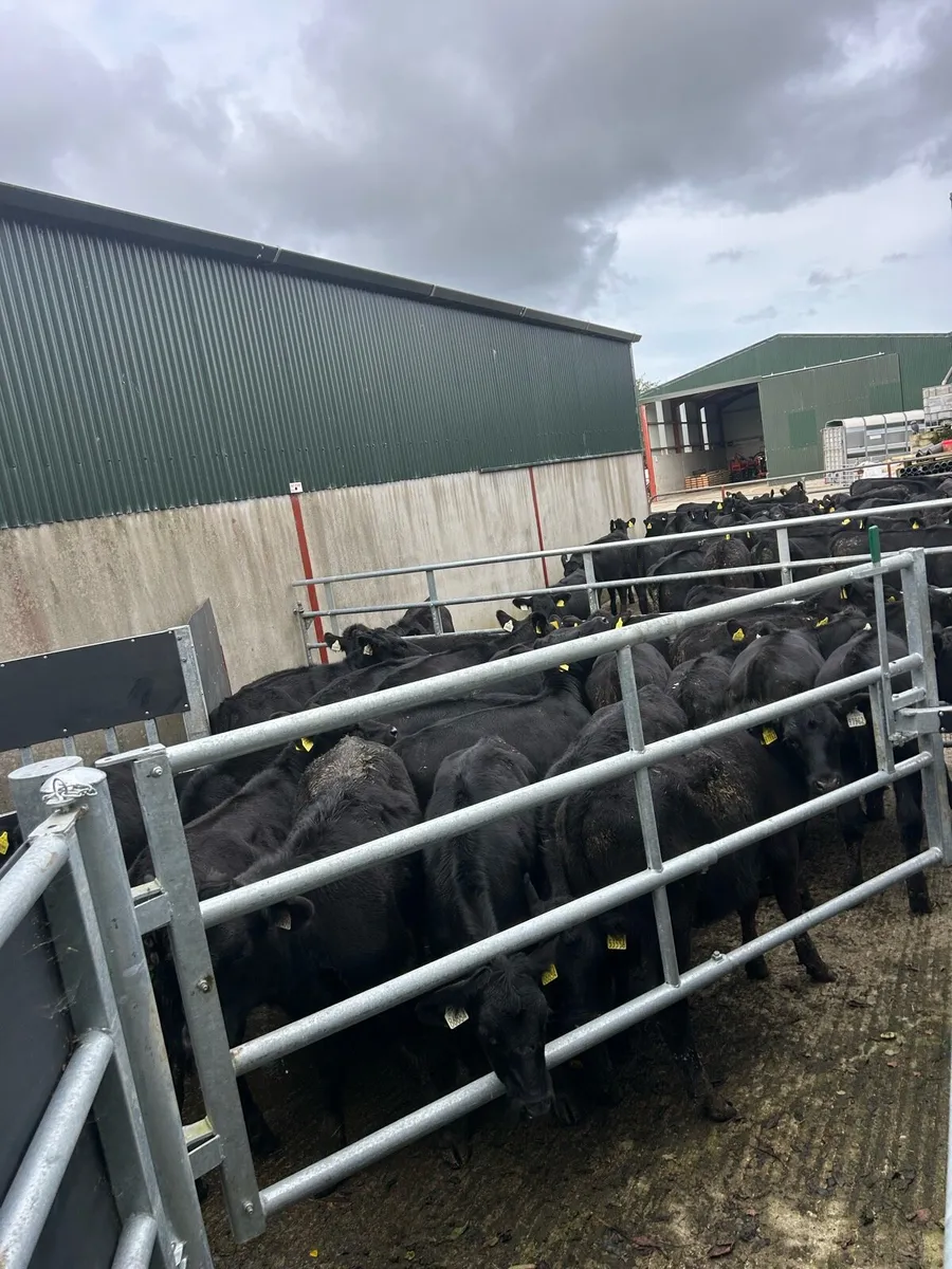 40 Aberdeen Angus Heifer Weanlings - Image 2