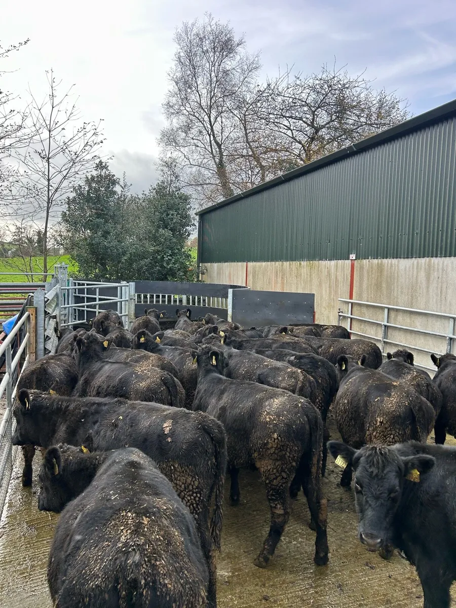 40 Aberdeen Angus Heifer Weanlings - Image 1