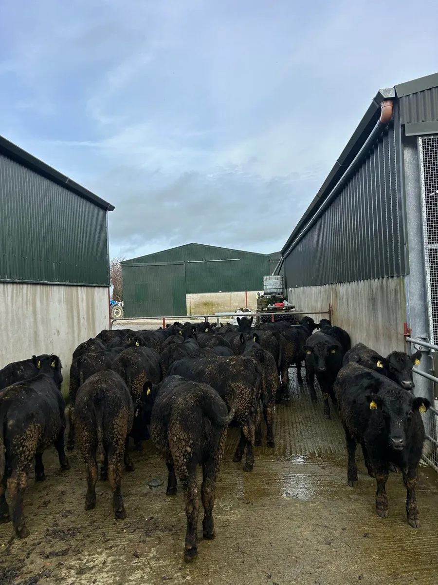 40 Aberdeen Angus Heifer Weanlings - Image 3