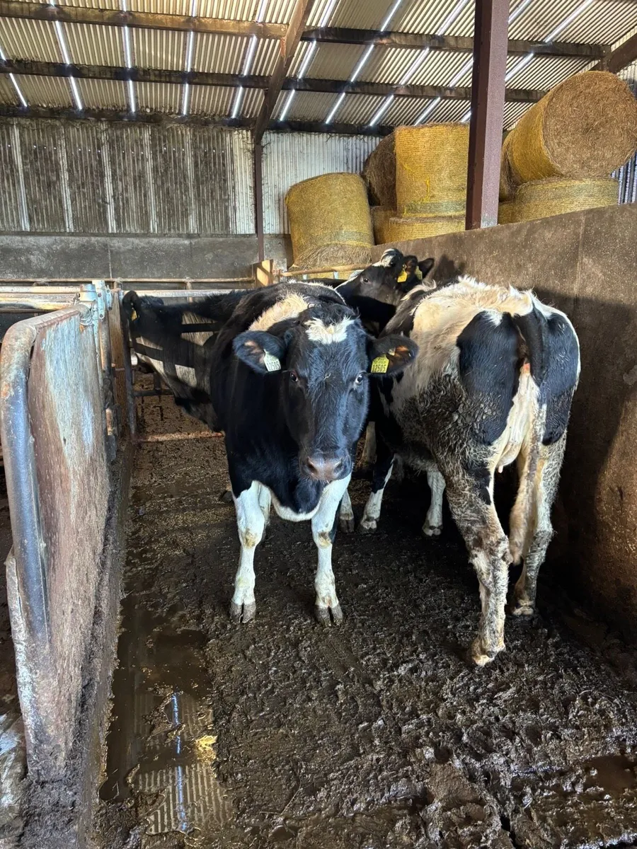 In calve fr heifers - Image 1