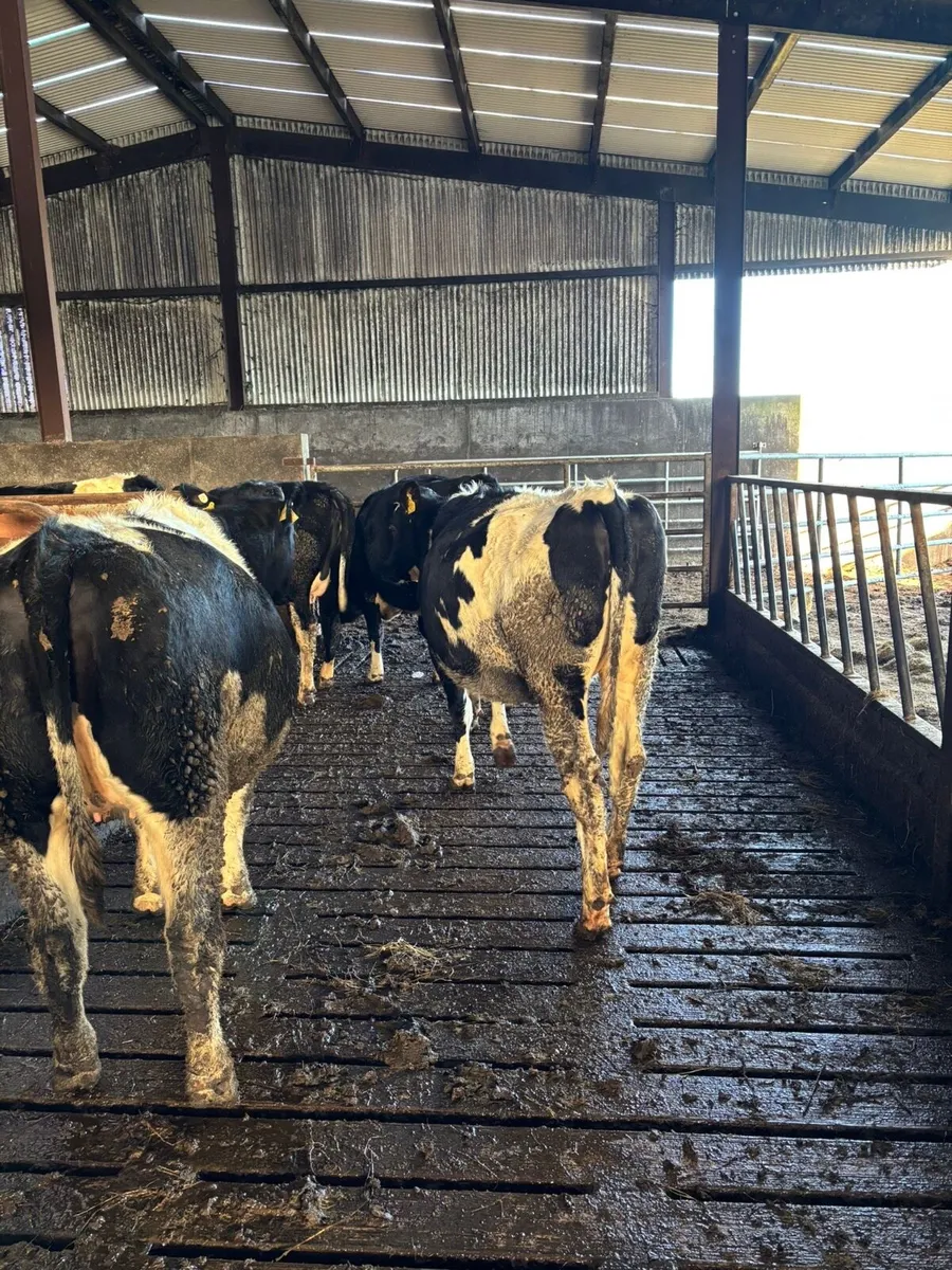 In calve fr heifers - Image 3