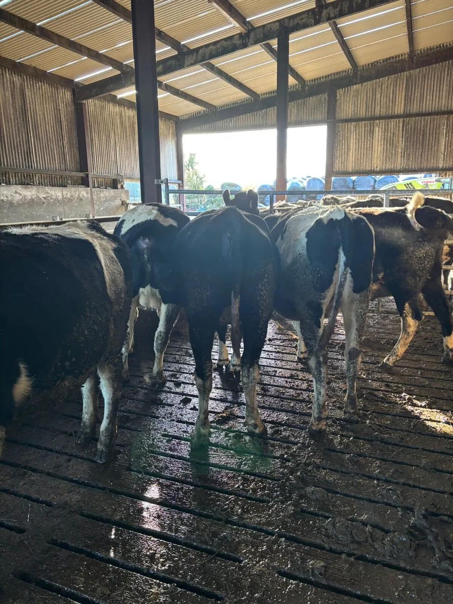 In calve fr heifers - Image 4