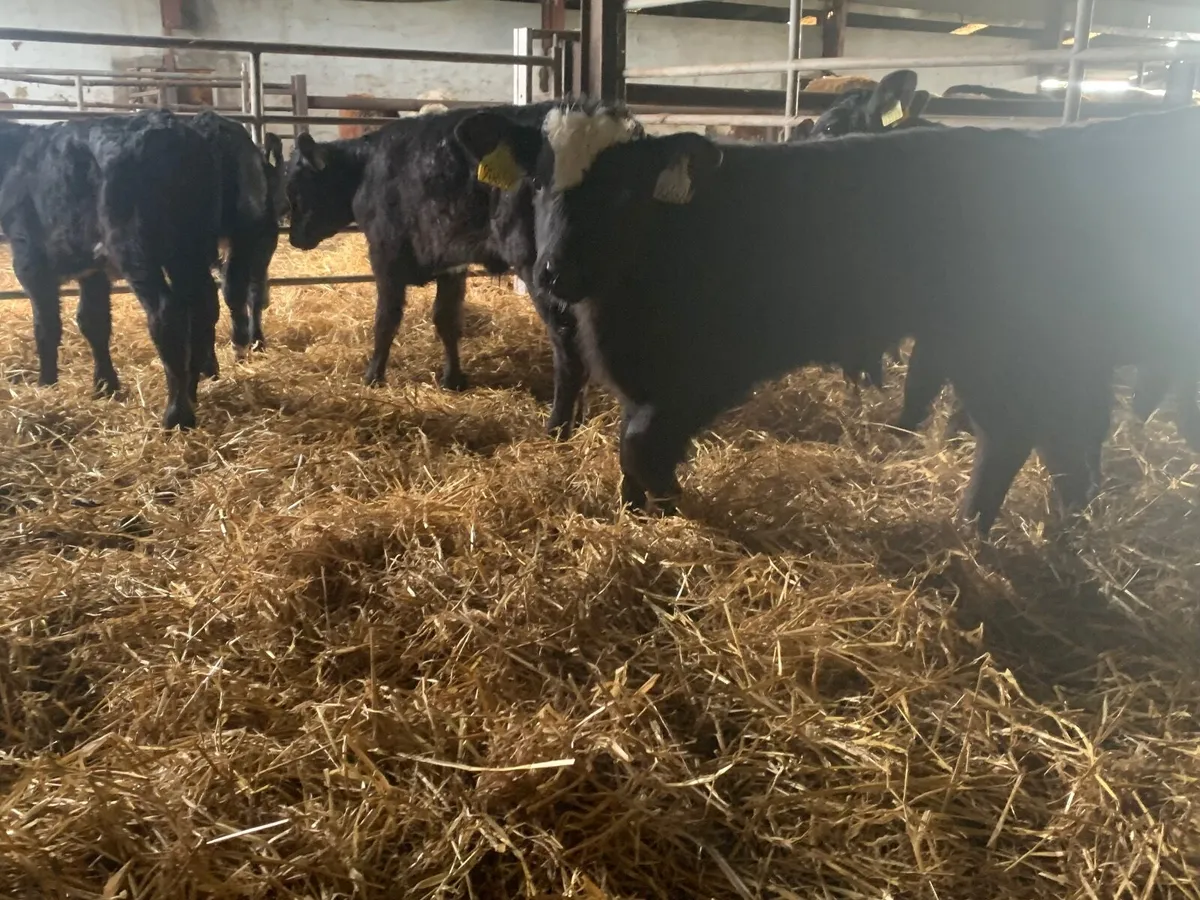 Super Angus bulls - Image 2