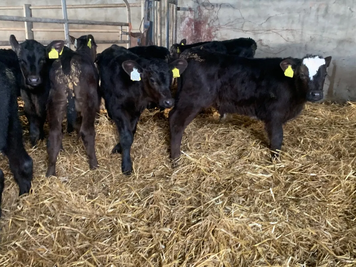 Super Angus bulls - Image 1