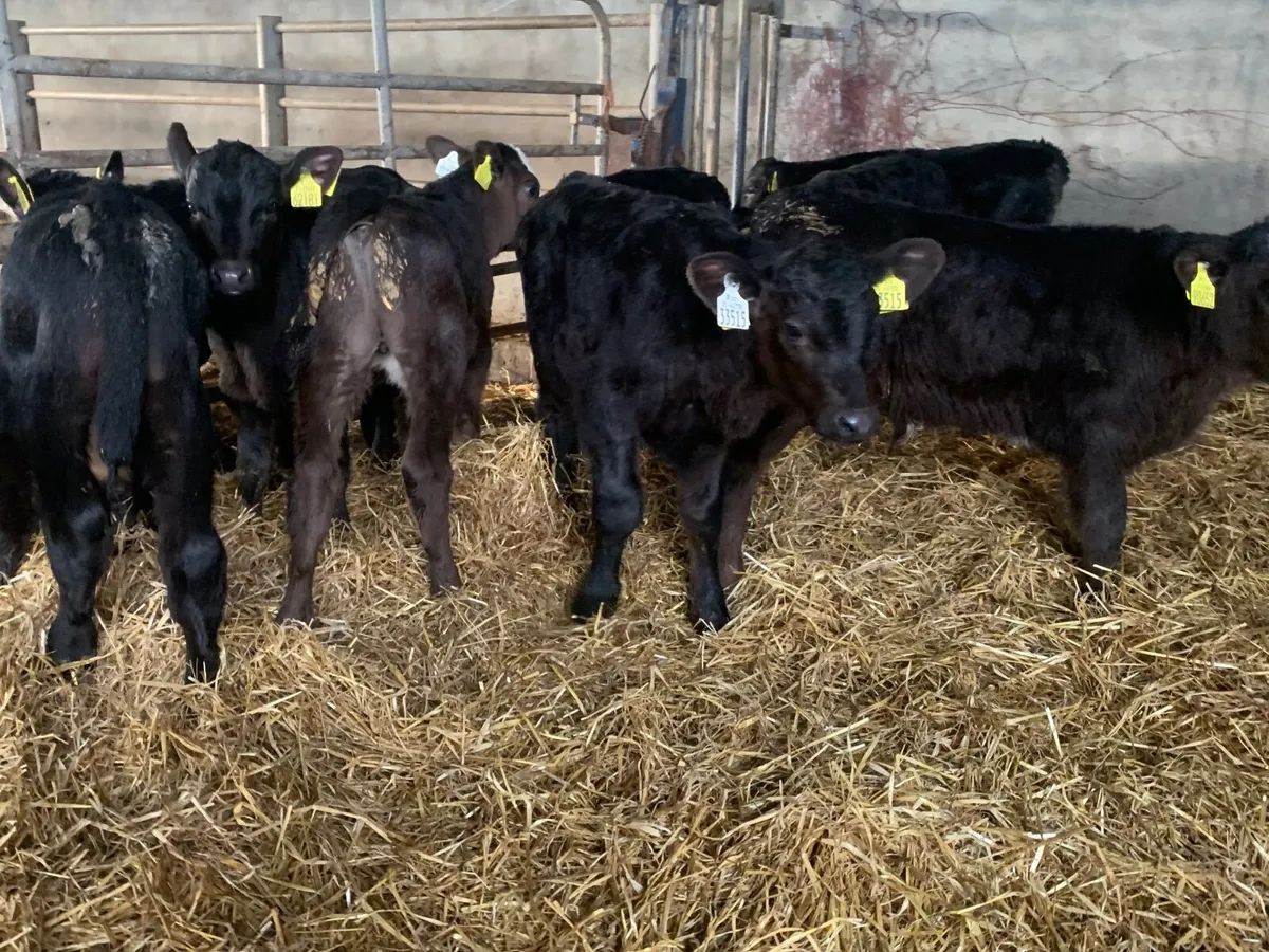 Super Angus bulls - Image 3