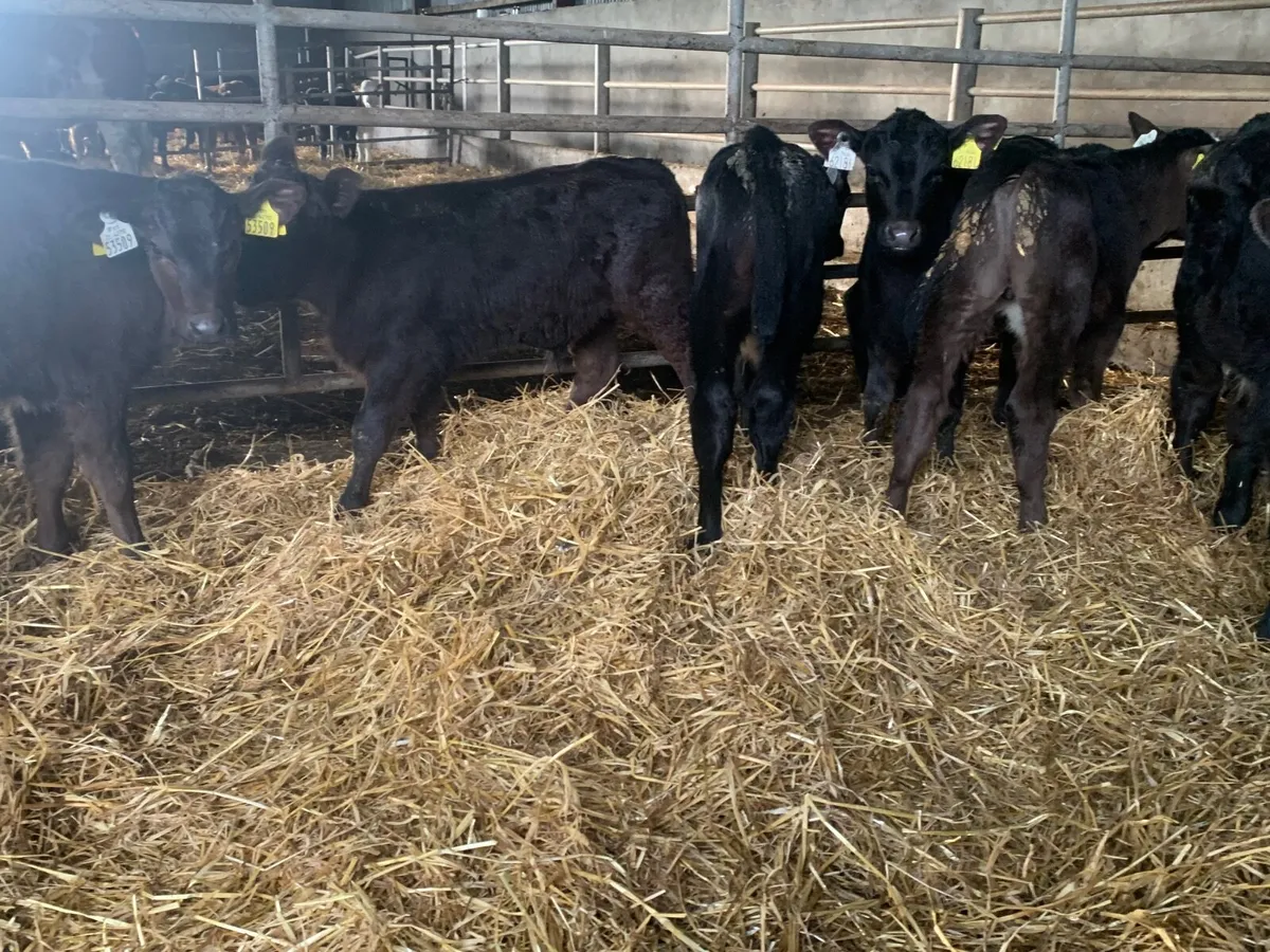 Super Angus bulls - Image 4