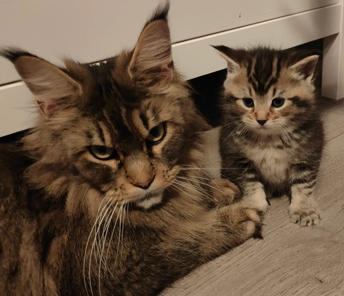 Maine Coon - Image 1