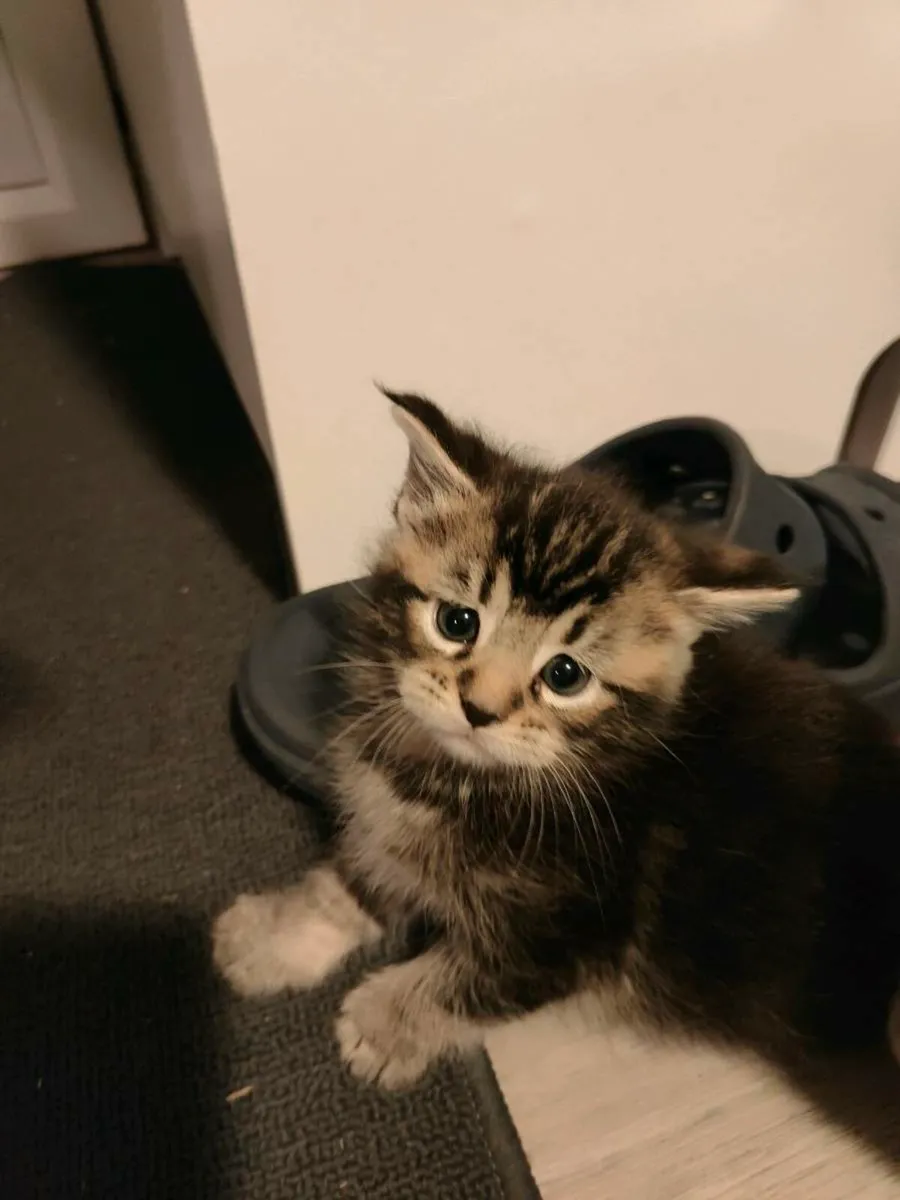 Maine Coon - Image 2