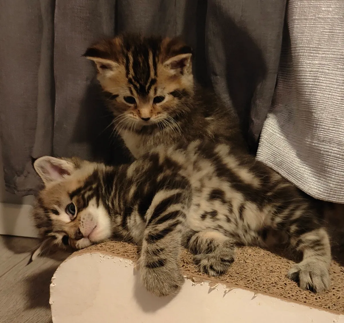 Maine Coon - Image 4