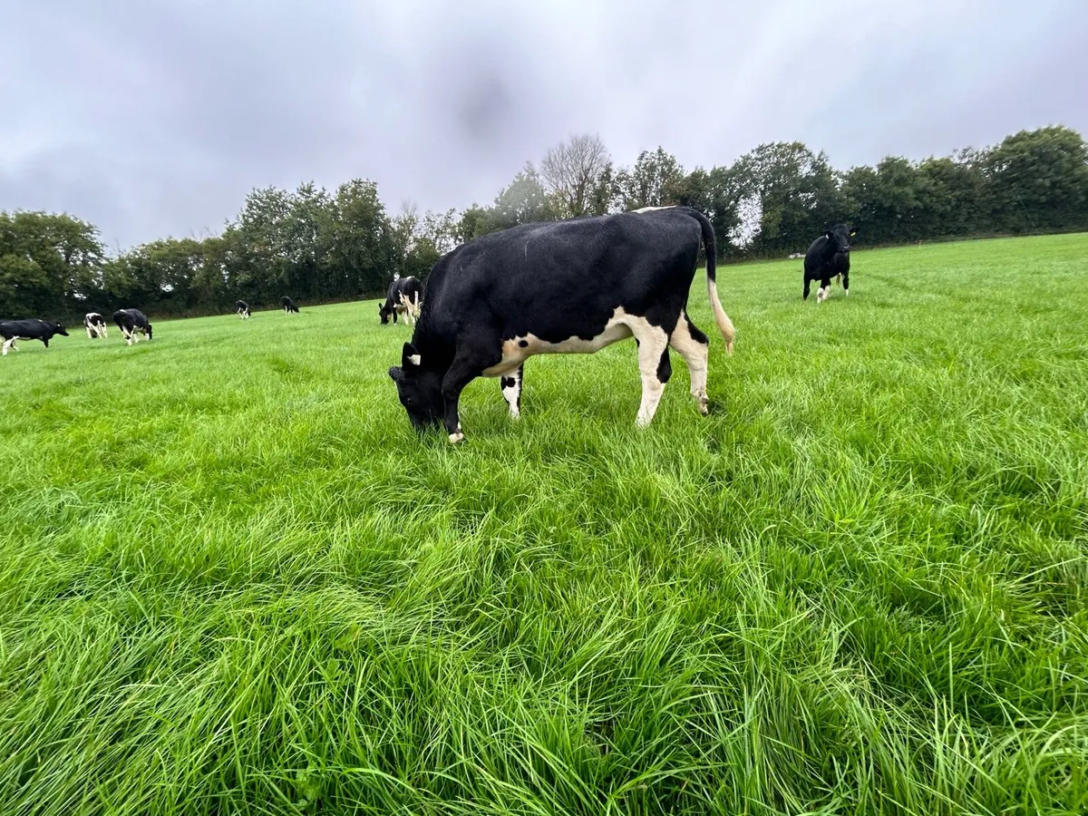 Incalf Fresian heifers - Image 1