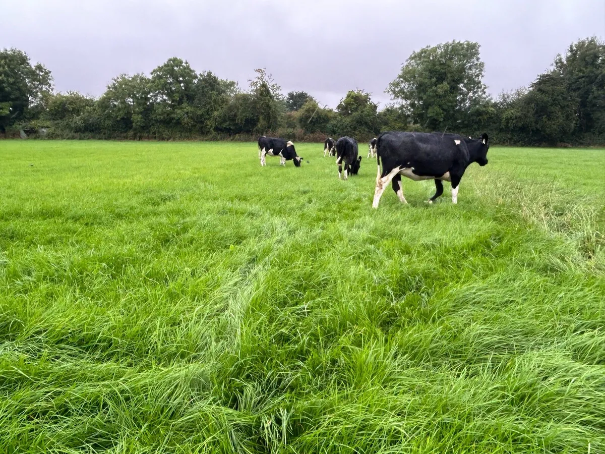 Incalf Fresian heifers - Image 2