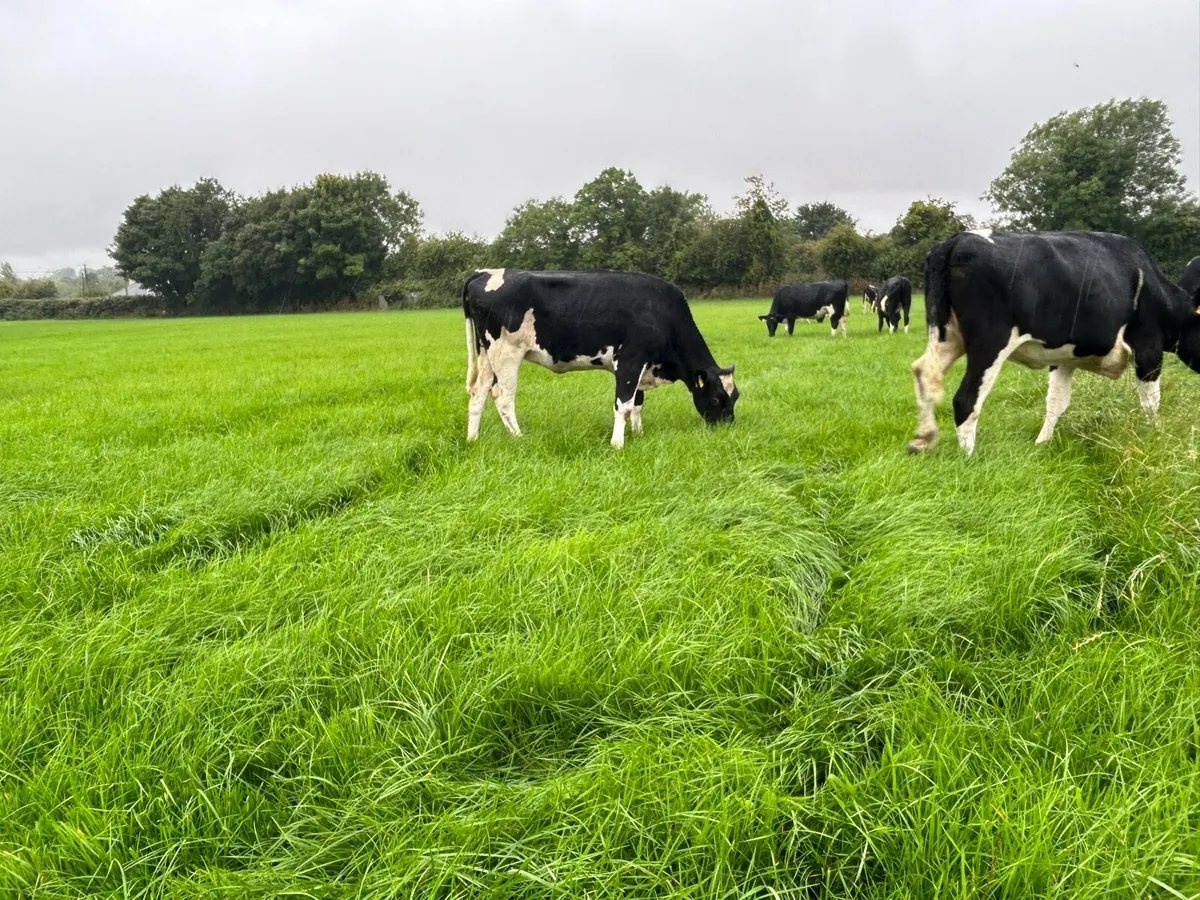 Incalf Fresian heifers - Image 4