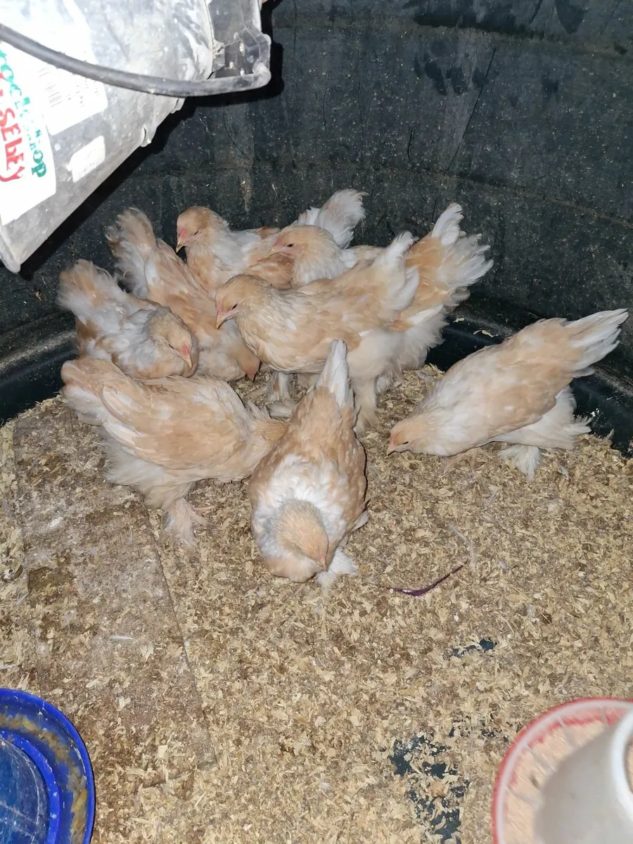 Lemon Pyle Brahmas - Image 4