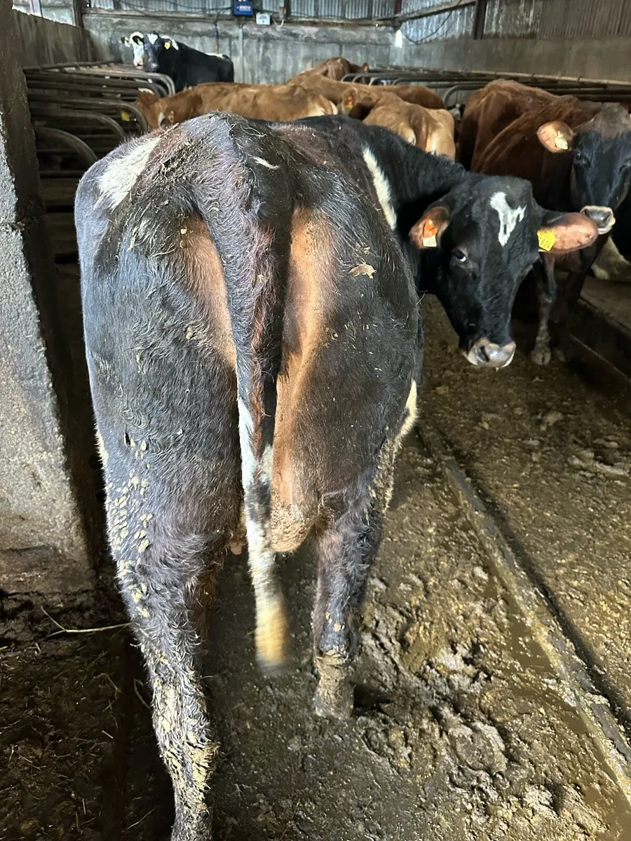 First X Jersey heifers - Image 1