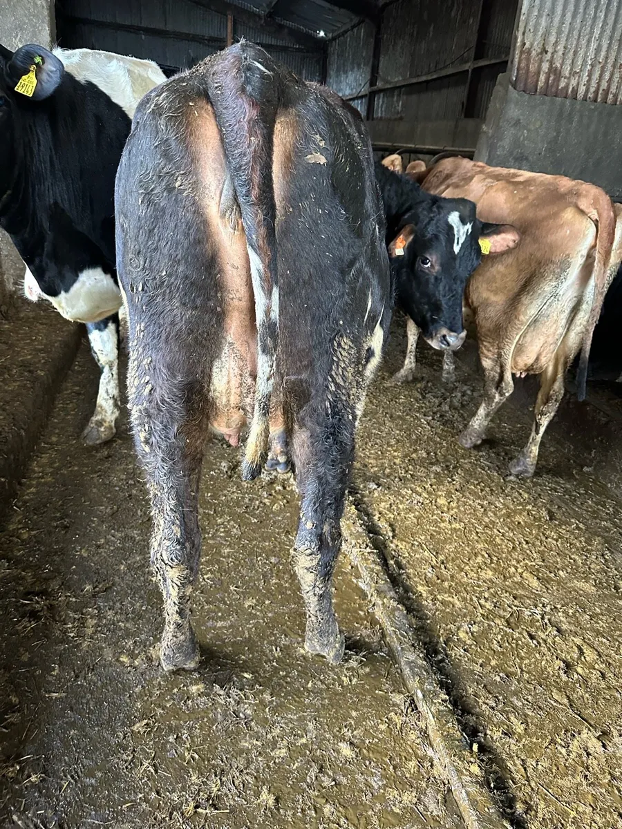 First X Jersey heifers - Image 2