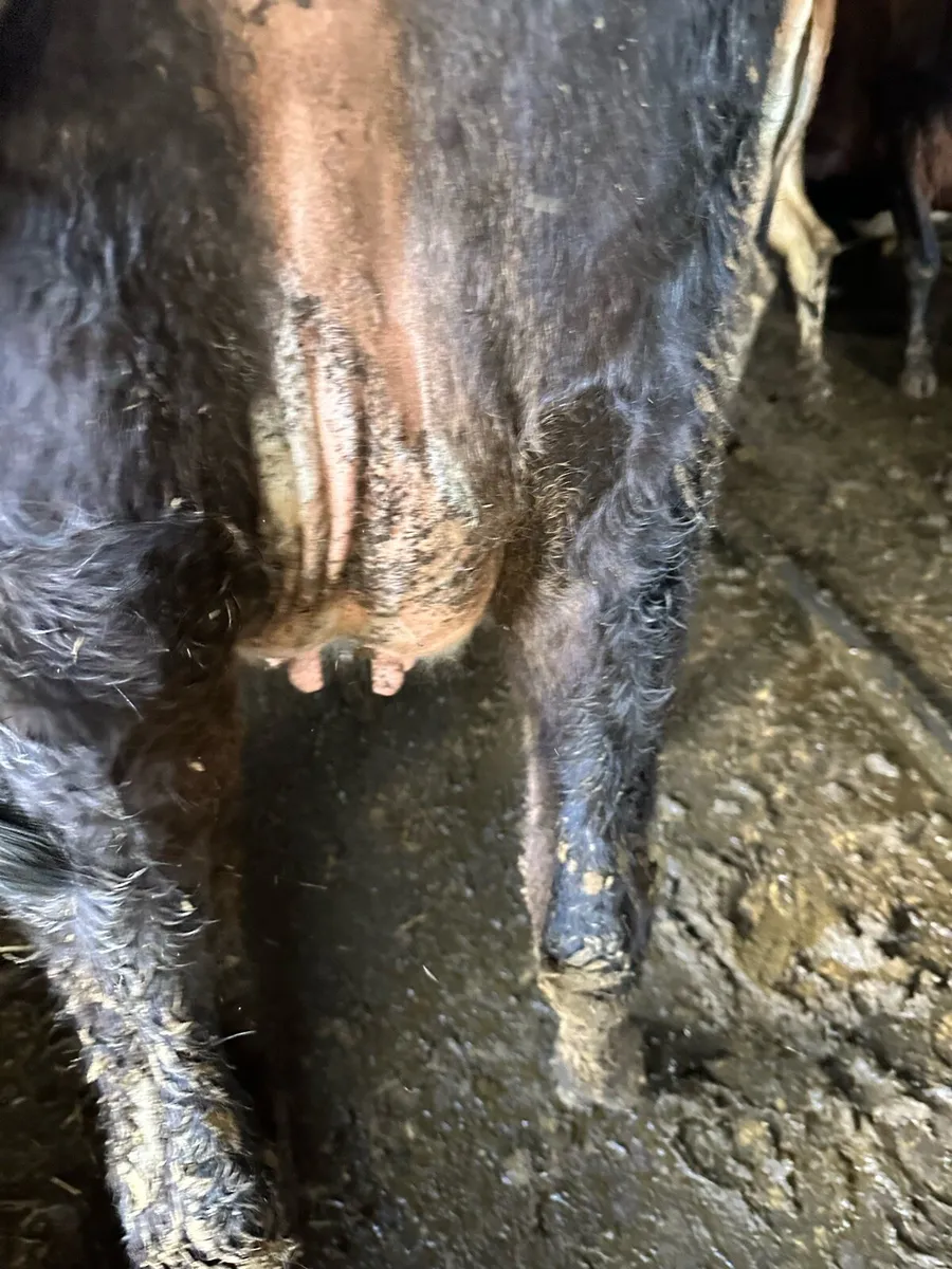 First X Jersey heifers - Image 3