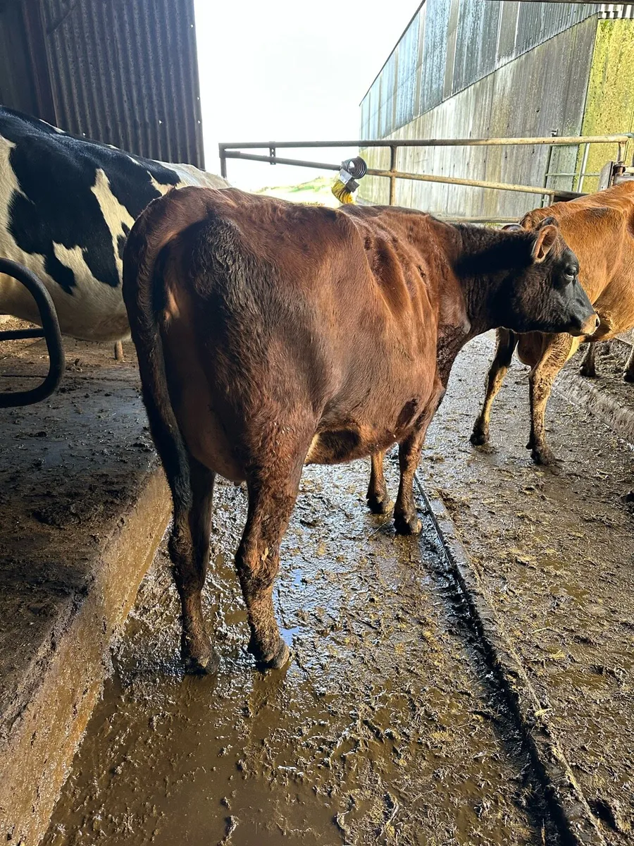 First X Jersey heifers - Image 4