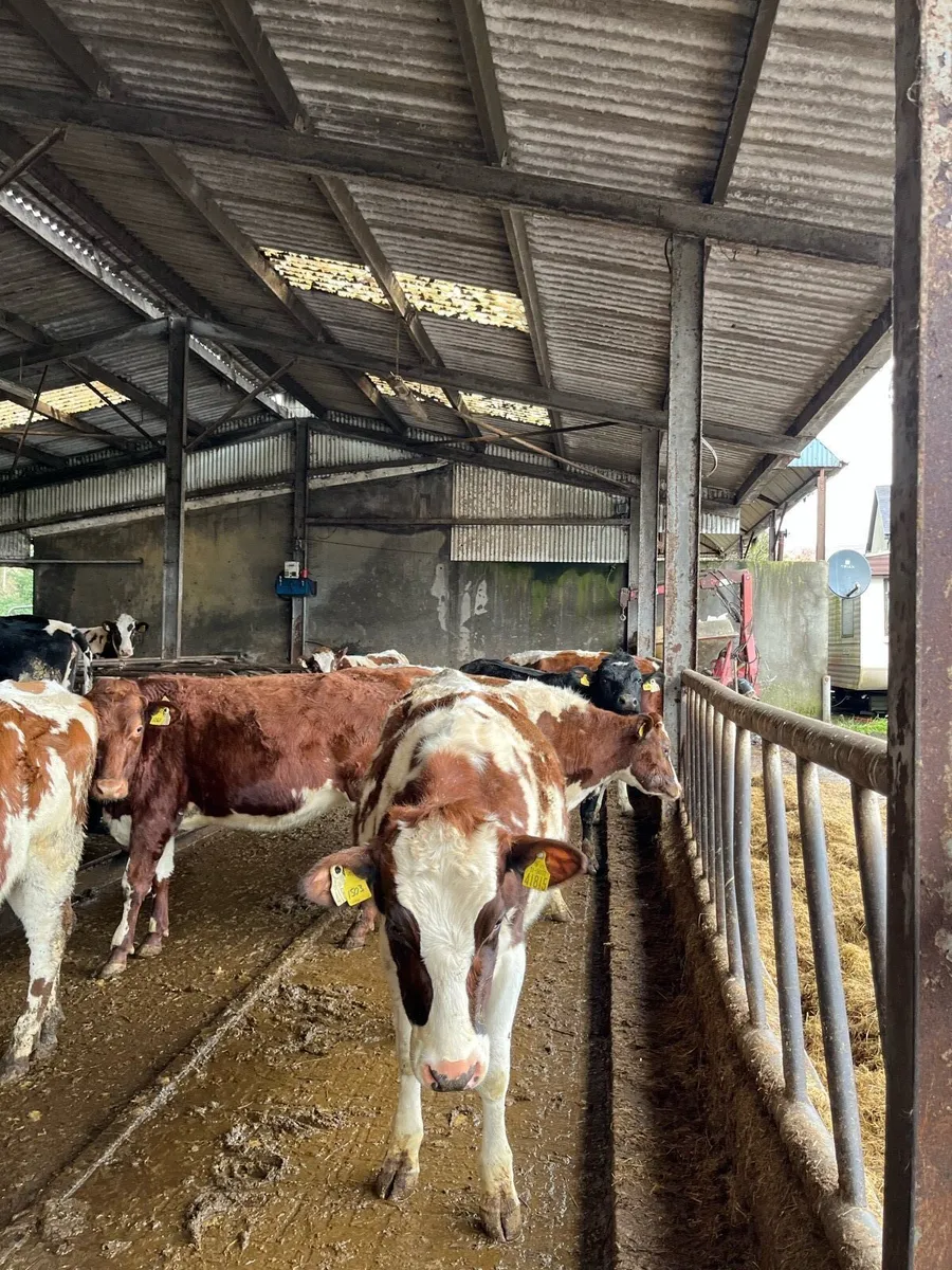 Red Holestin heifers - Image 2