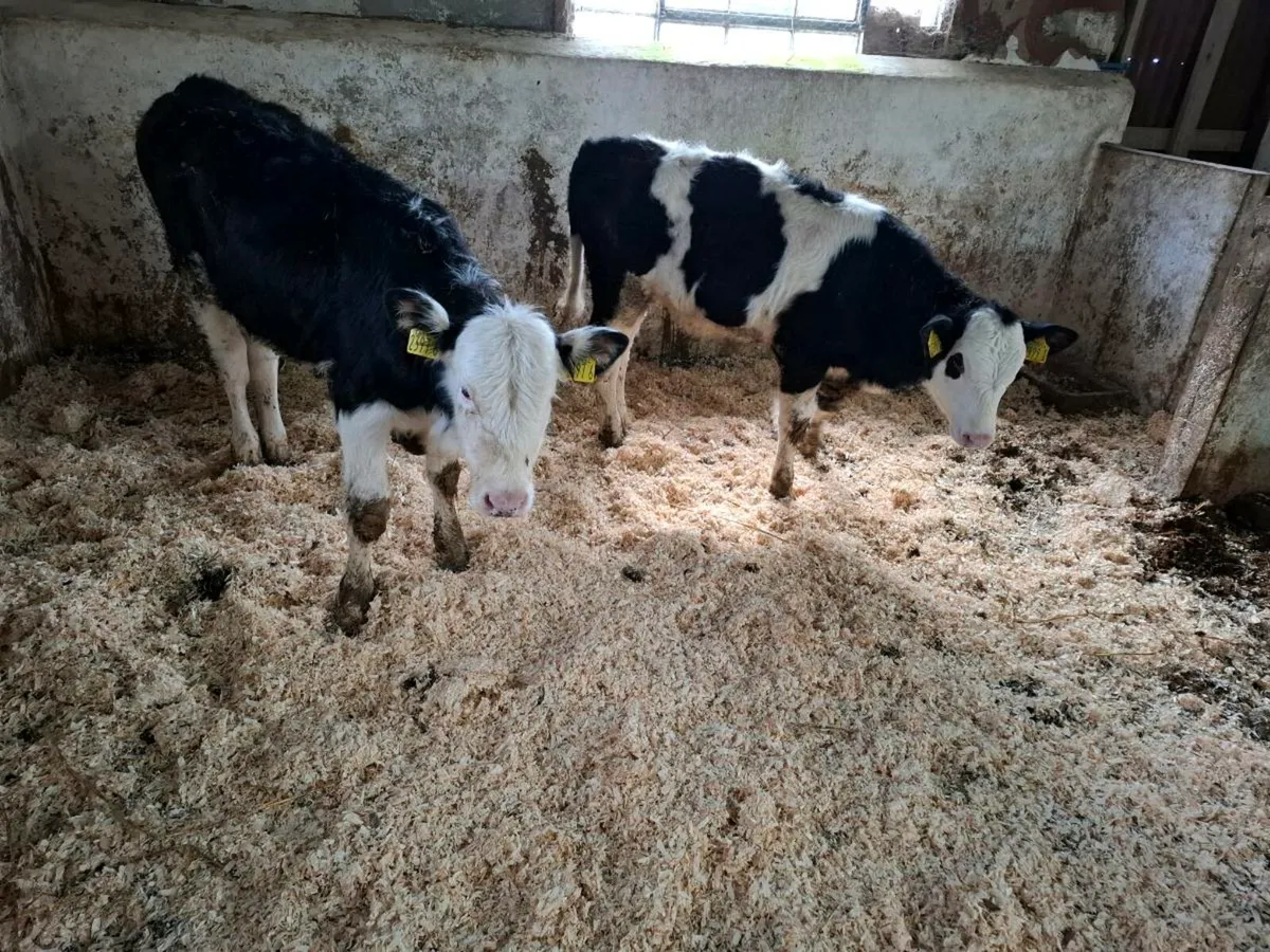 Calves for sale - Image 1