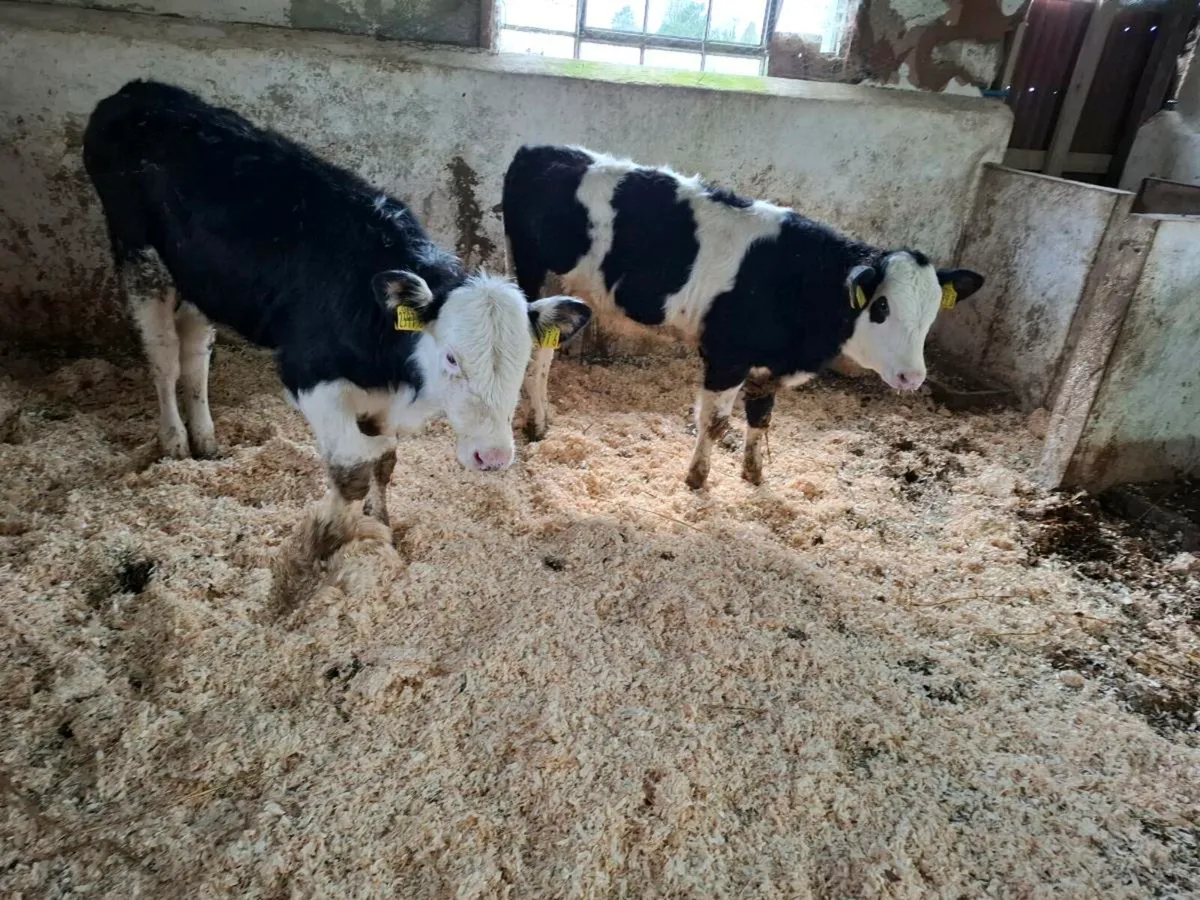 Calves for sale - Image 2