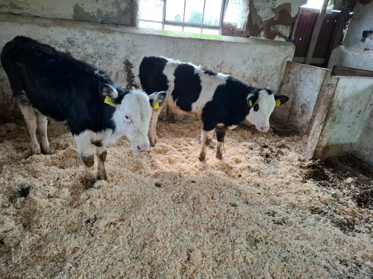Calves for sale - Image 3