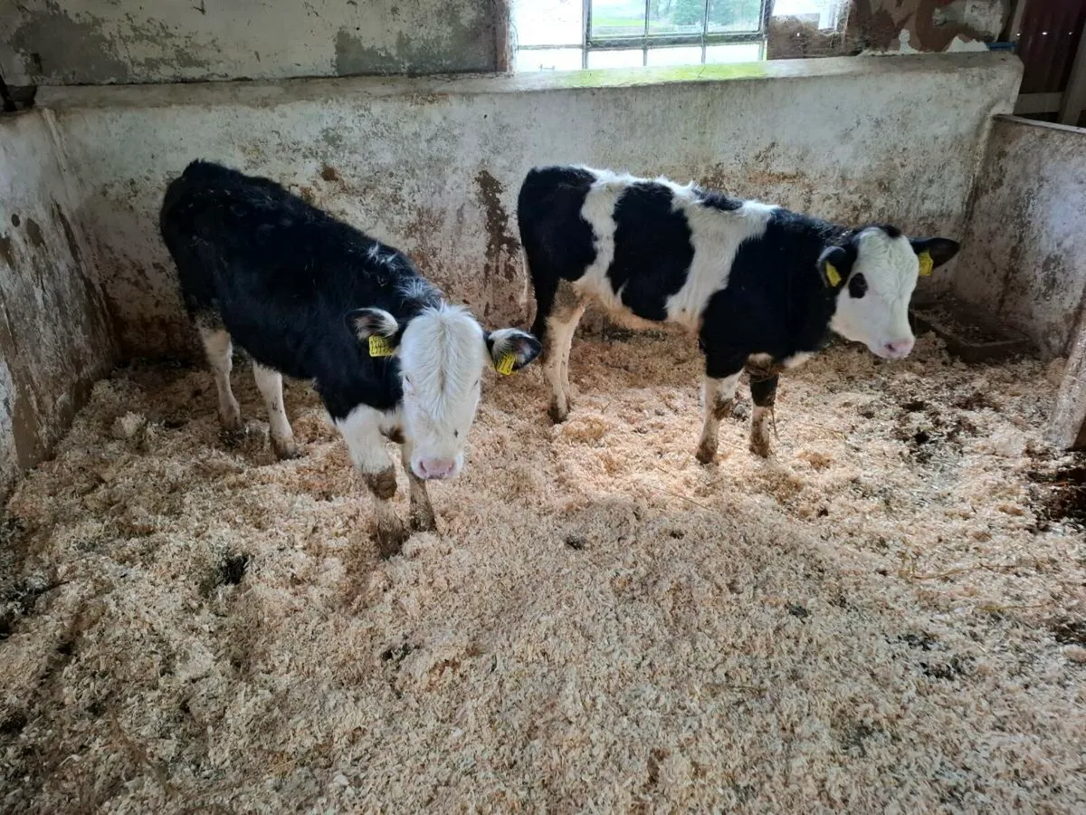 Calves for sale - Image 4